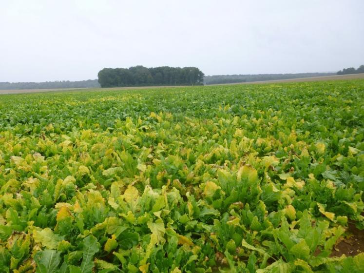 Jaunisse de la betterave