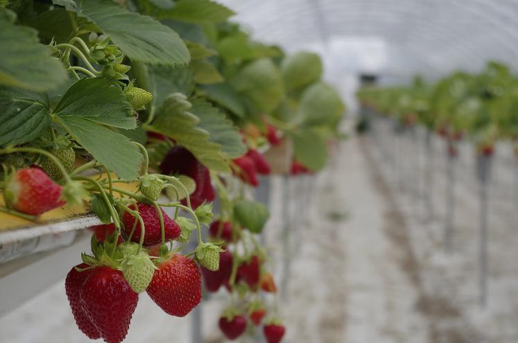 Développer une production de niche ou en forte demande : comme le maraîchage, la production de fruits rouges ou de petits fruits, de miel…, ou encore faire évoluer votre cahier des charges pour produire sous signe officiel de qualité.