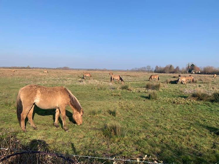 Une bonne partie des surfaces pâturées par les chevaux Henson ne sont pas «classiques» puisqu’une bonne partie d’entre elles se situent dans des zones humides et estuariennes, ce qui rend leur exploitation délicate.