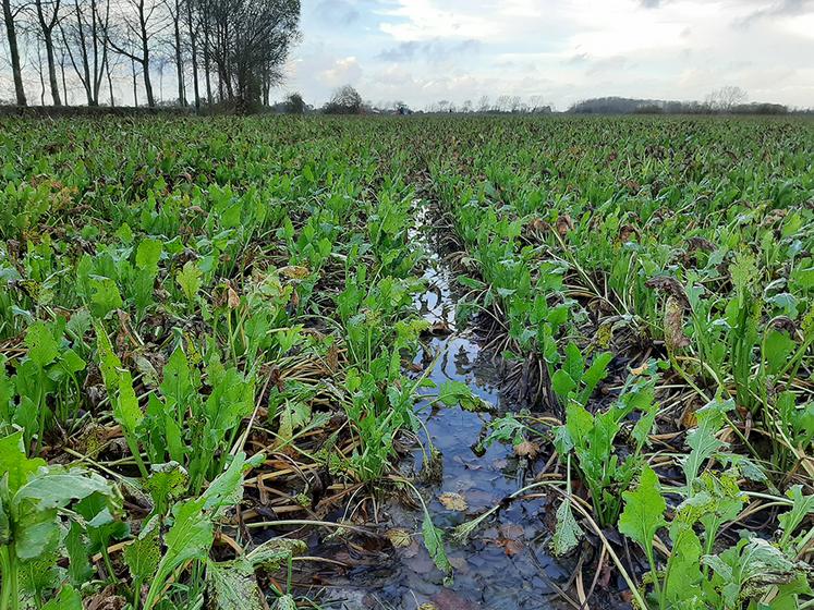 Il faudra encore plusieurs jours pour que l’eau stagnante dans les parcelles  de betteraves disparaisse. 