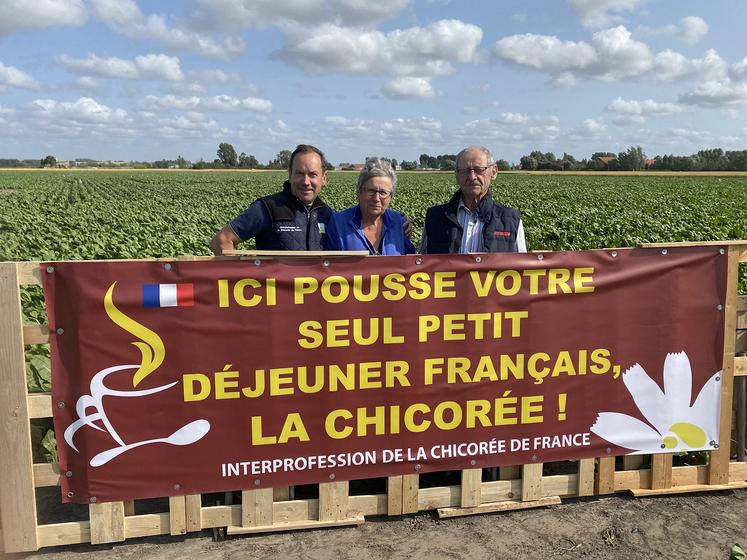 La période estivale est propice à communiquer pour l’interprofession de la chicorée de France sur son produit, mais aussi sur les spécificités de sa culture. 