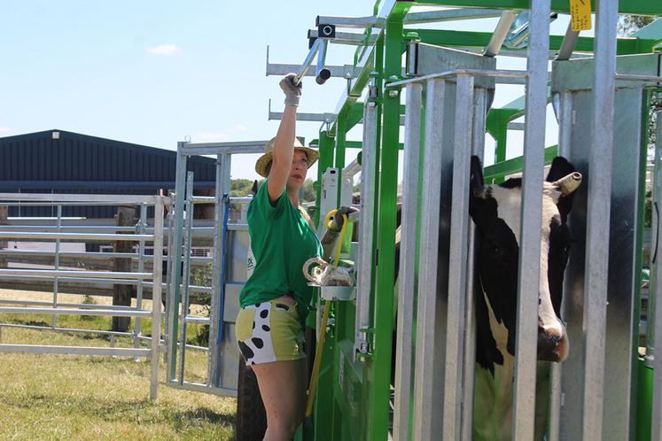 Lors de l’épreuve de contention, les agents doivent manipuler la vache dans le respect des consignes de sécurité et du bien-être animal. «La difficulté est de ne pas connaître les vaches ni le système, confie Candice Vanderstich, ici en action. Le plus important est de rester dans le calme et ne jamais être derrière la vache.» 