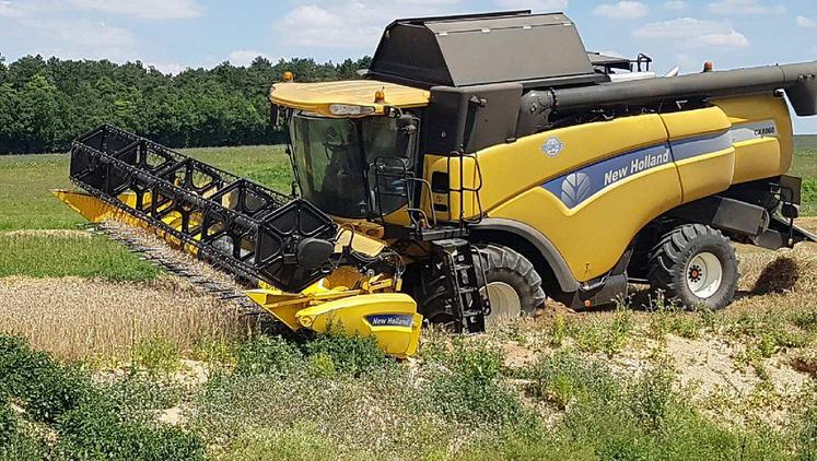 Consommation de récoltes, piétinement des céréales, effondrement lors du passage des engins agricoles sont (entre autres) les risques de la présence du blaireau. 