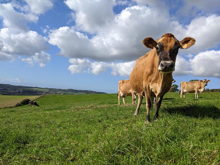 Les prairies sont l'une des options les plus pertinentes pour l'élevage. 
