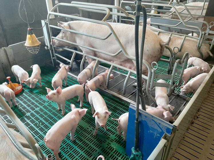 Parmi les nombreuses entraves au maintien de la production, à la transmission des élevages et à l’installation des jeunes,  les différents maillons de la filière porcine ont pointé la responsabilité de l’empilement des réglementations. 