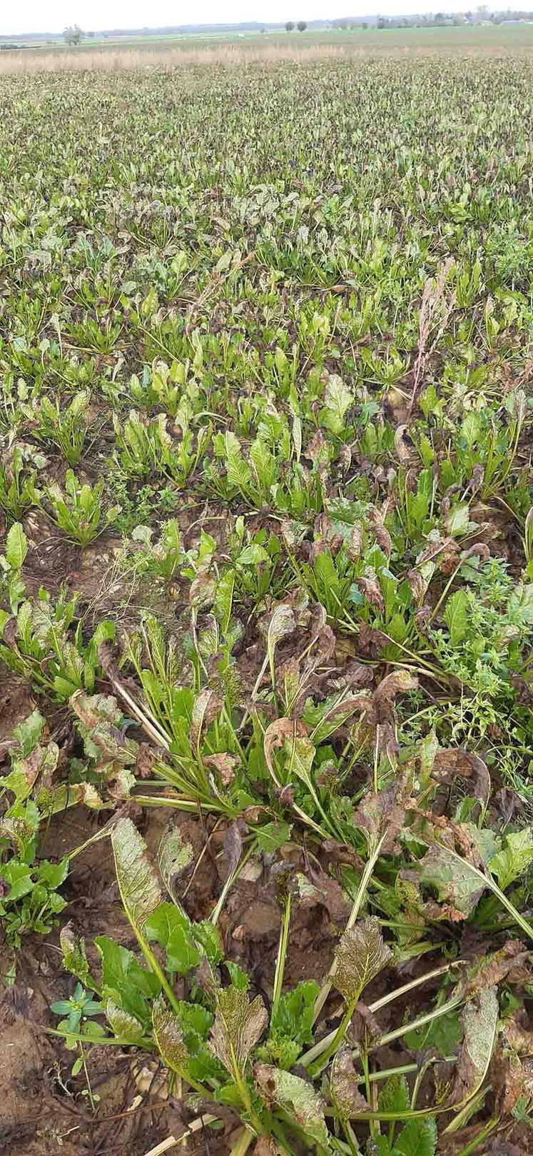 Des feuilles nécrosées par la cercosporiose face à la concurrence de repousses  du bouquet foliaire pénalisent la richesse des betteraves.
