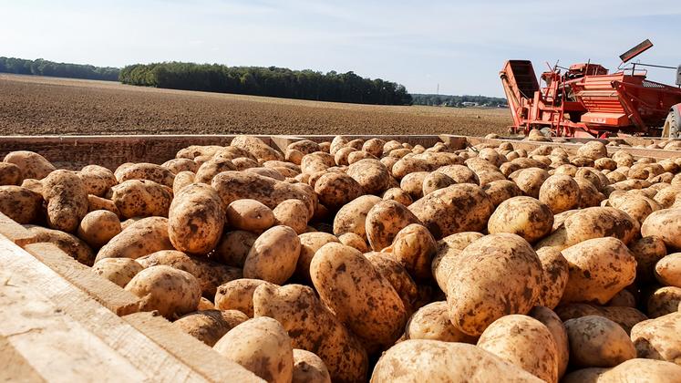 pommes de terre CNIPT UNPT