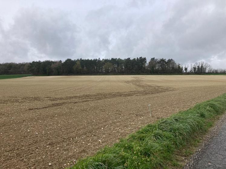 Sans régulation des animaux, la facture pour la compensation des dégâts  aux cultures agricoles s’envole. Dès le printemps, la période peut être «à risque». 