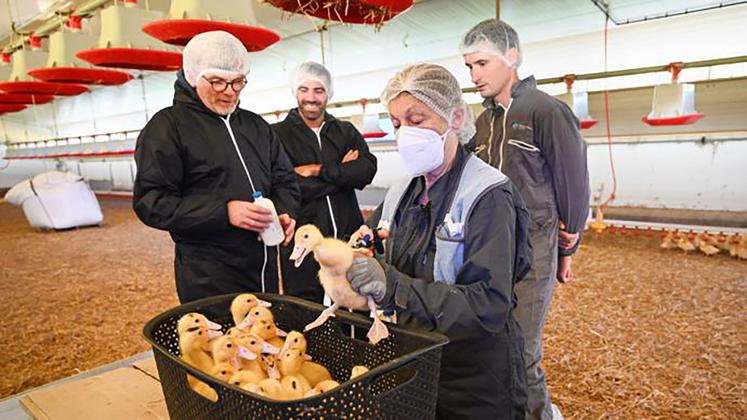 Le ministre de l’Agriculture, Marc Fesneau a lancé dans les Landes, la campagne  de vaccination des canards le 2 octobre. 