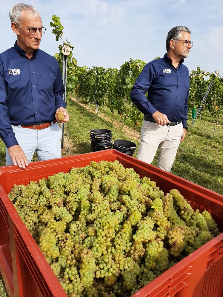 Christophe Dubreucq, responsable de la commercialisation des vins produits par «Les 130» et Xavier Harlé, directeur de Ternoveo dans une parcelle fraîchement vendangée, début octobre. 