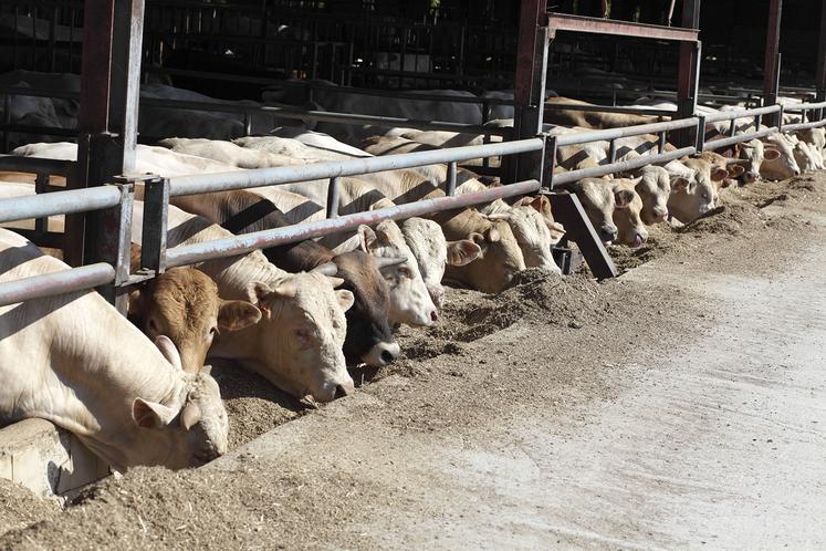 De l'agriculteur coopérateur à l'éleveur non coopérateur en passant par la société de négoce et l'agriculteur méthaniseur, tous sont touchés par la nouvelle politique de commercialisation des pulpes par la groupe sucrier Tereos.