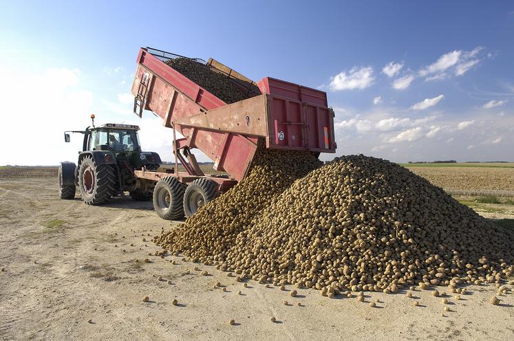 Concurrence d’autres cultures plus rentables, sécheresse en 2022, hausse des coûts des intrants…  Face à ces faits, les producteurs sont de plus en plus nombreux à se détourner de la fécule.