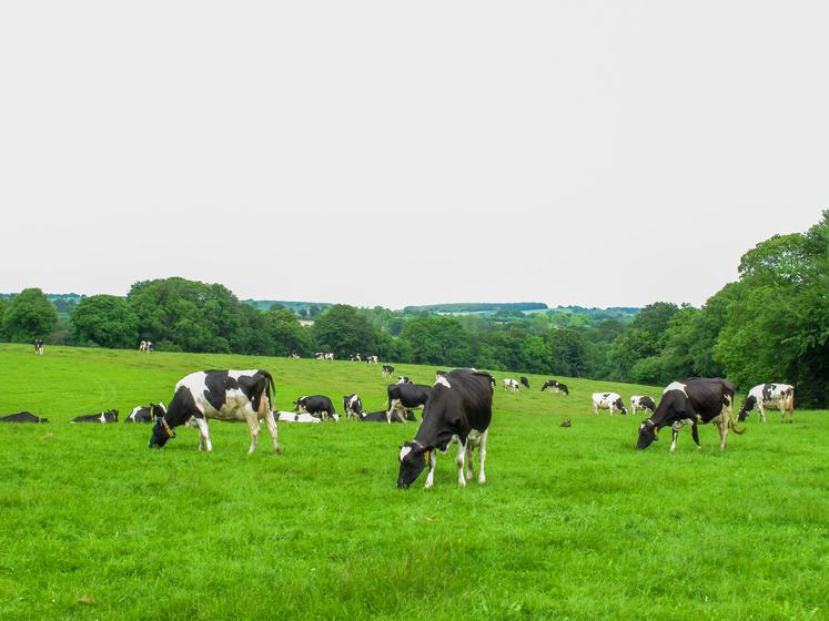 La Ferme laitière bas carbone, c’est une démarche volontaire de la filière laitière française pour réduire de 20 % l’empreinte carbone du lait produit d’ici 2025.