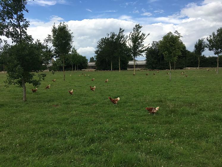 Plantation d'un parcours volaille en agroforesterie.  Alignement d'arbres intraparcellaires.