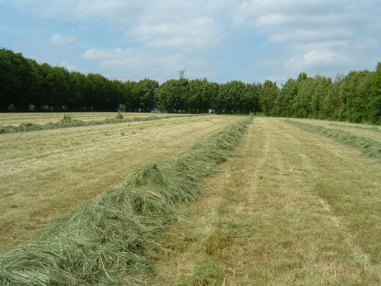 Les conditions de récolte actuellement rencontrées sont favorables au foin. 