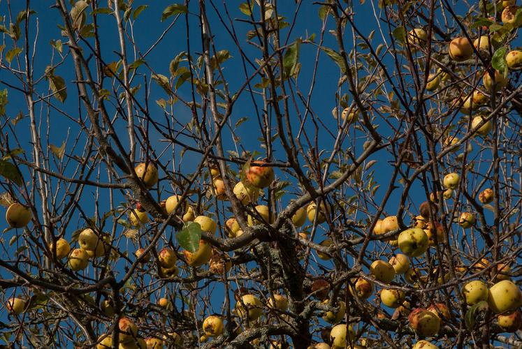 Pommes à cidre