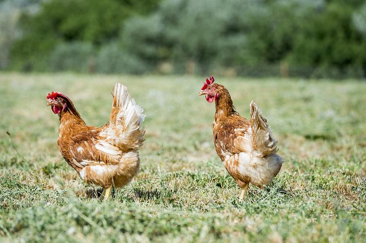 Les modes d’élevage alternatifs (sol, plein air et bio) gagnent du terrain chaque année au détriment de l’œuf «en cage».