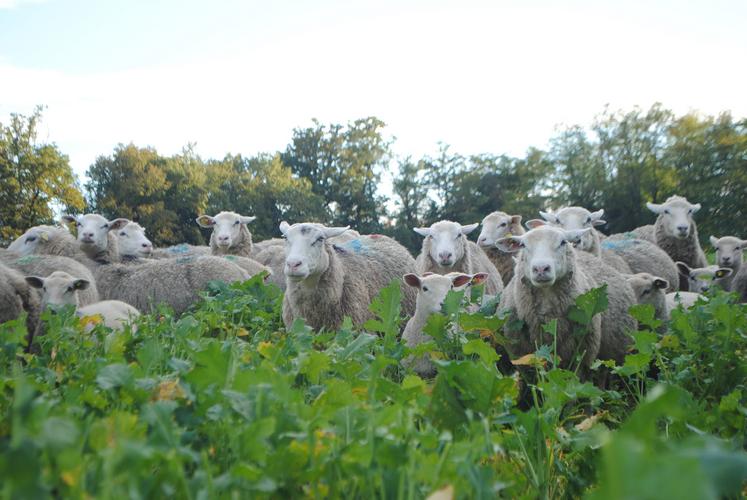 Les brebis et agneaux peuvent détruire la moitié des couverts végétaux. Le reste est restitué au sol.