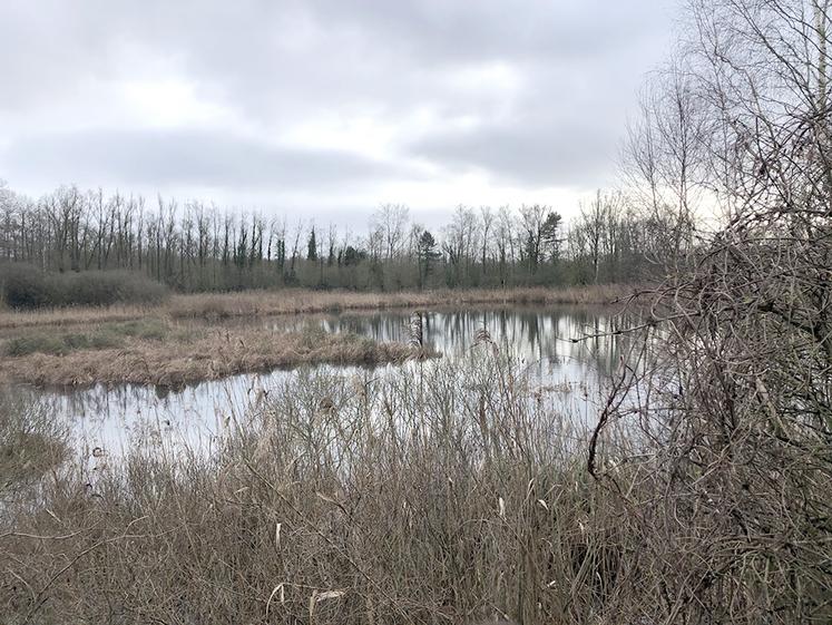 Les zones humides des Vallées de la Scarpe et de l’Escaut ont été désignées 50e« zone humide d’importance internationale » de France au titre de la Convention de Ramsar, un traité intergouvernemental de conservation et de mise en valeur des zones humides et de leurs ressources.