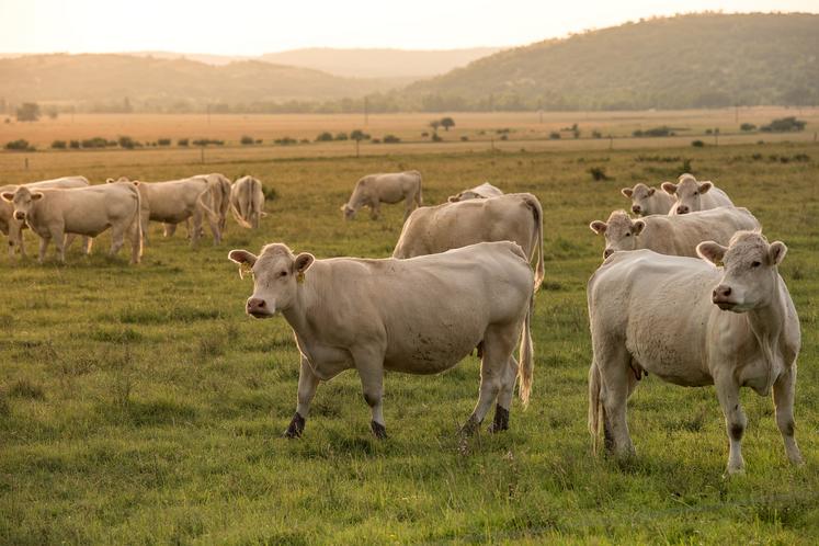 viande bovine