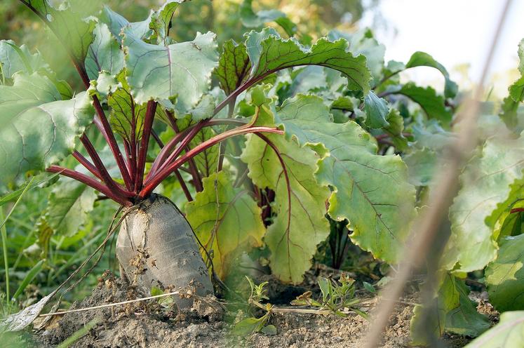 Les légumes font partie des productions bio qui subissent une brutale chute des ventes.  