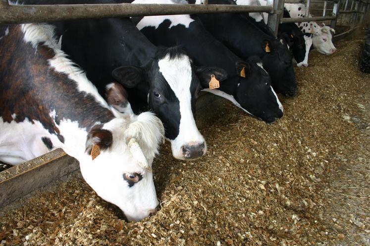 Vaches à l'auge