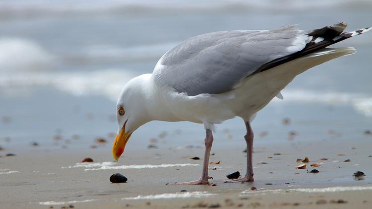 Les oiseaux touchés sont majoritairement de goélands, mais des mouettes,  cormorans, sternes, courlis et fous de bassan sont également contaminés. 