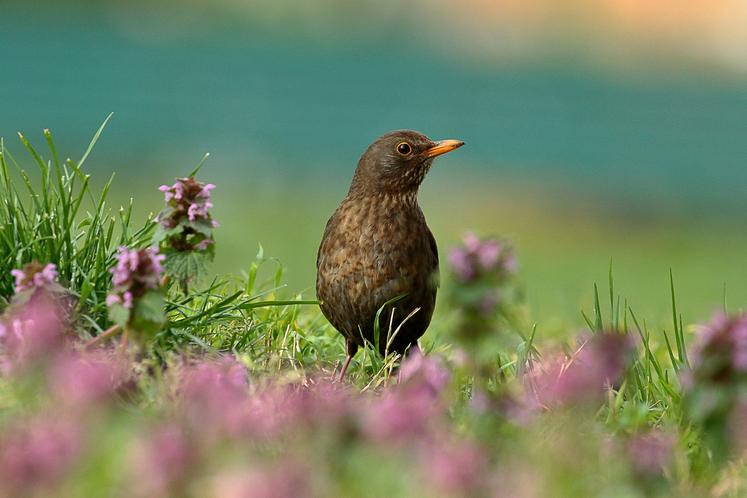 Les indicateurs de bon état de la nature s’intéressent entre autres aux populations d’oiseaux communs. 