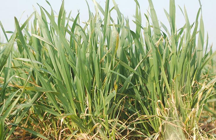 Le stade «épi 1 cm» du blé constitue un repère pour le raisonnement  de nombreuses interventions. 