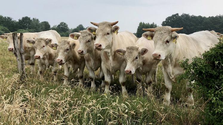 Parmi les contrats que propose Cobevial, le Ch’ti bœuf signé avec Lidl pour les charolaises, est «particulièrement intéressant». 