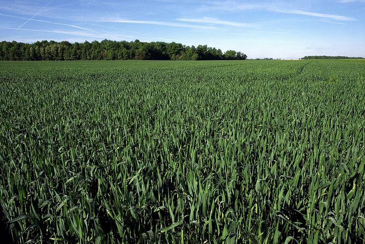En cas d’atteinte des seuils de nuisibilité, un déclenchement avant le stade DFE pourra s’envisager, à condition de ré-intervenir pour protéger la dernière feuille une fois complètement étalée. 