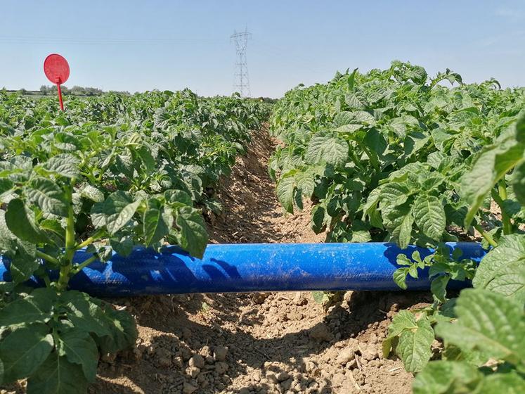 Le goutte à goutte, qui existe en pommes de terre, a du mal à se développer  du fait de son coût.