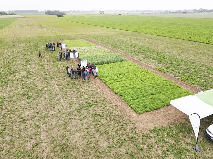 Plateforme d’essais nouvelles cultures soja, lentilles, pois cassés ou chiches, lupin, tournesol à Woignarue (80).