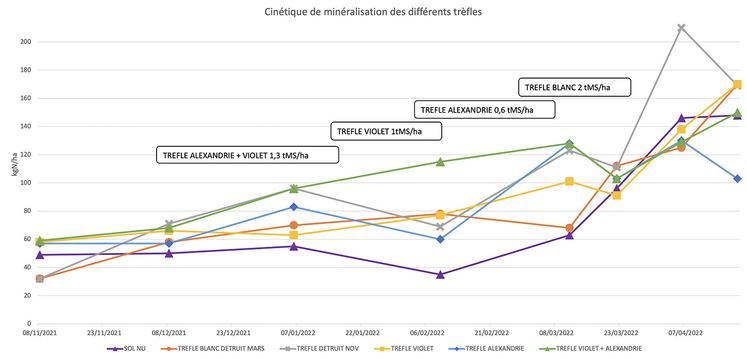 Graphique 2 : cinétique de minéralisation des différents trèfles. 