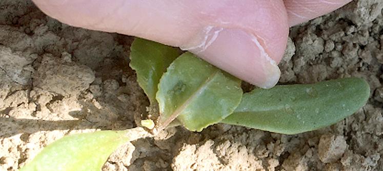 Colonie de pucerons verts aptères, parcelle d’essais secteur Rosières-en-Santerre.
