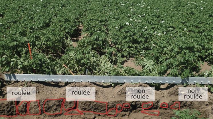 Les tassements créés lors de l’implantation ont réduit la colonisation racinaire au sein du profil. 