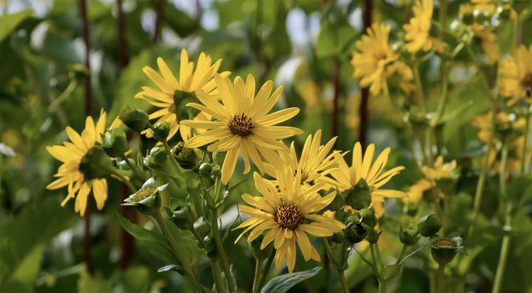 La variété Abica Perfo est la seule commercialisée chez nous. 