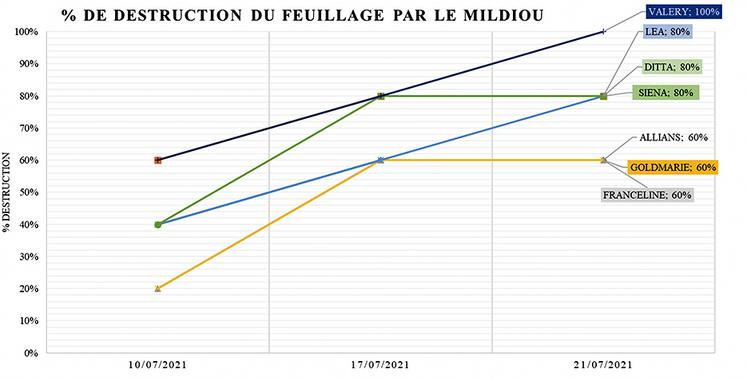 Graphique 1 : Pourcentage de destruction du feuillage par le mildiou.