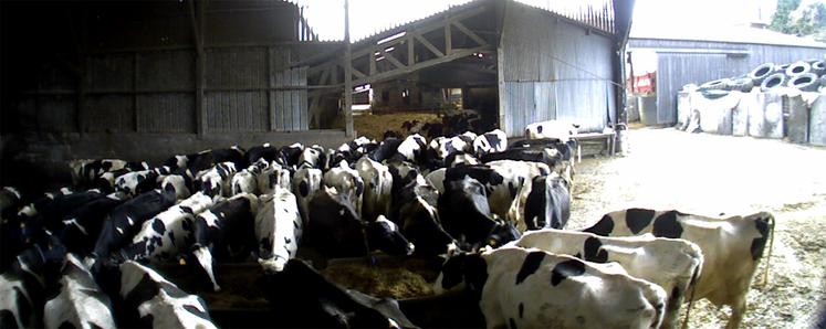 À 8 heures du matin, c’est la bousculade pour manger !