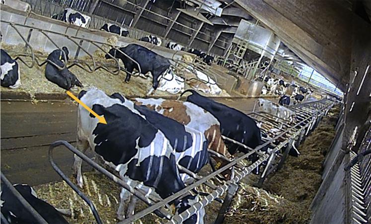 Ici, on observe des vaches «perchées» (2 pattes dans les logettes et 2 pattes dans le couloir), signe d’inconfort dans les logettes.