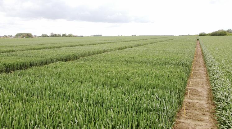 Après les pluies récentes se pose la question de la quantité d’azote restante dans le dernier horizon.