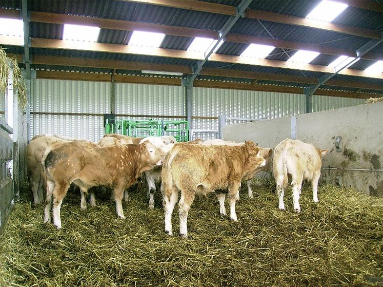 Peu répandu, la pesée des broutards peut avoir un intérêt pour l’acheteur, mais aussi  pour le vendeur.