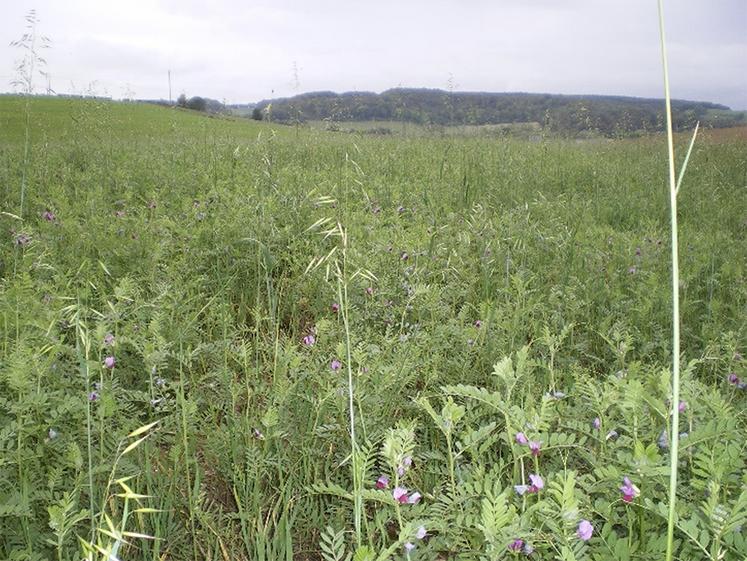 Privilégier les associations graminée – légumineuse, ici avoine et vesce.