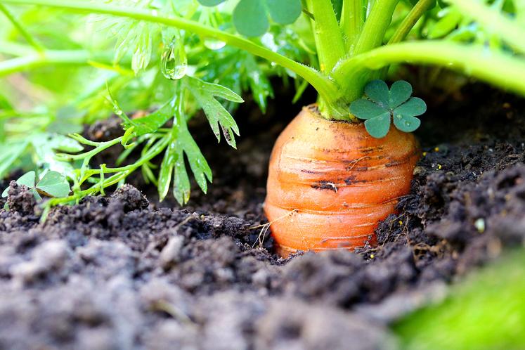 Les carottes sont surtout produites dans les terres profondes du Santerre, favorables à la longue conservation. 