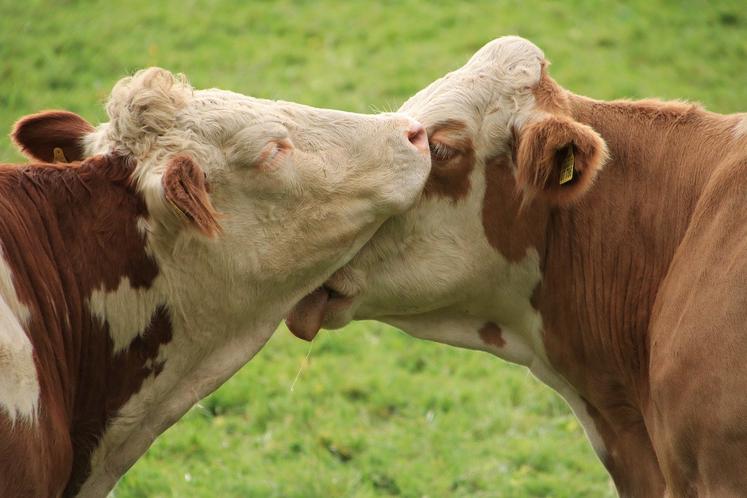 calin vaches