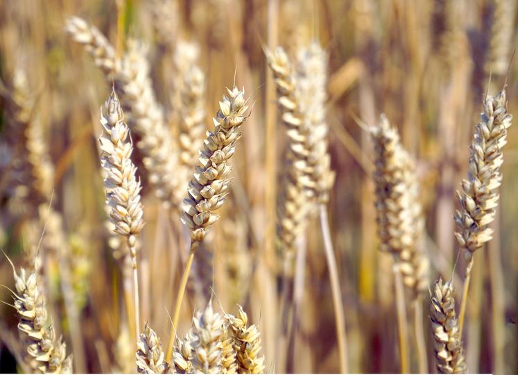 Les prévisions météo laissent espérer le retour du temps sec, qui devrait permettre une récolte du blé à un taux d’humidité dans la norme, avec un PS préservé.