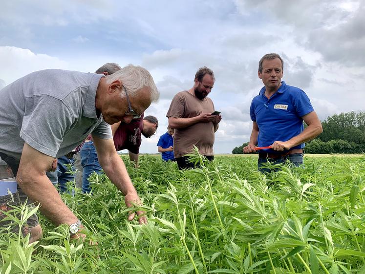 Environ 150 ha de chanvre sont cultivés cette année dans le Nord, le Pas-de-Calais, l’Oise et la Somme