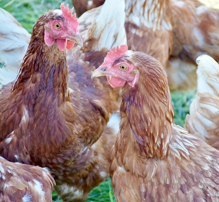 Preuve d’un changement aun sein de la filière œufs, les élevages plein air (23 %), les élevages au sol (20 %), biologiques (16 %) et Label rouge (6 %) constituent désormais l’essentiel de la production, mais la question  de l’ovosexage reste un sujet complexe.