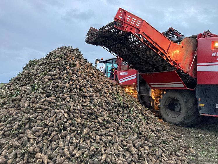 Récolte des parcelles d’essai le 5 octobre dernier : les rendements font le grand écart entre 10 et 50 tonnes à l’hectare dans le meilleur des cas.