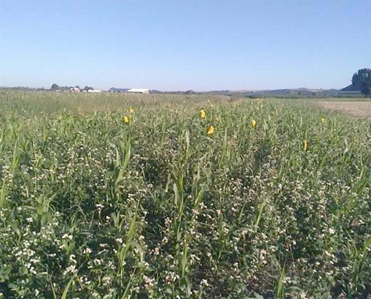 Le choix des espèces doit se faire en fonction des services attendus. Pour guider les agriculteurs dans leurs choix, Semae met à disposition un outil d’aide à la décision en ligne.